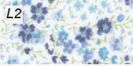 L2-Liberty Phoebe fleurs bleu ciel